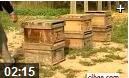 养蜂养殖技术指导教学视频