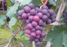 葡萄的栽培技术和管理技术