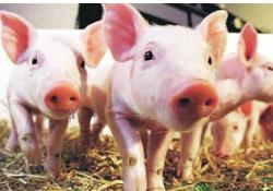 养猪与猪病防治课程